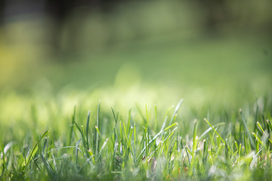  background images with natural grass photos