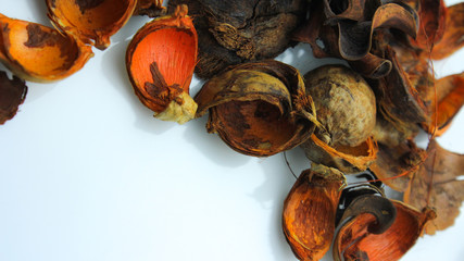 ココナッツと木の皮などのイメージ背景素材