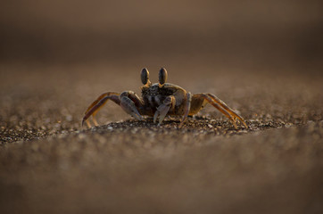 Crab Eyes looking for prey in Sand at Velas Beach India