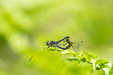 ムツアカネ　交尾