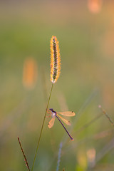 コバネアオイトトンボ © 雄一 松崎