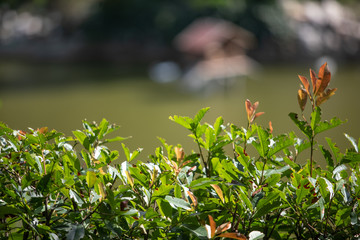  images of nature through the park garden and pool