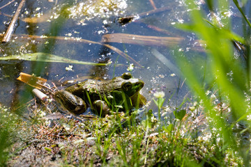 A toad in a swamp