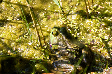 A toad in a swamp