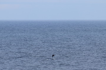Fototapeta premium Dolphin jumping in the ocean. Pacific white-sided dolphin Lagenorhynchus obliquidens in natural habitat. Marine mammal in Norht Pacific ocean. Design template, background, copy space for text.