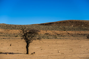 tree in desert, photo as background © underworld