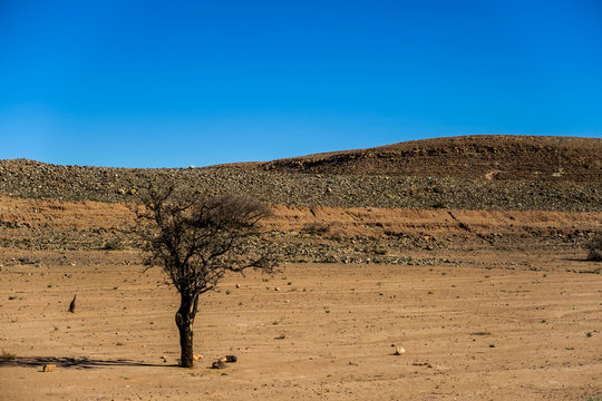 tree in desert, photo as background