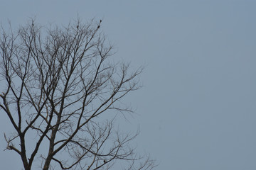 tree without leaves isolated on white background