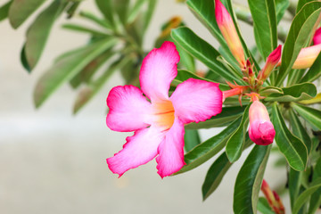 Desert Rose, or  Azalea flowers beautiful pink flower in garden