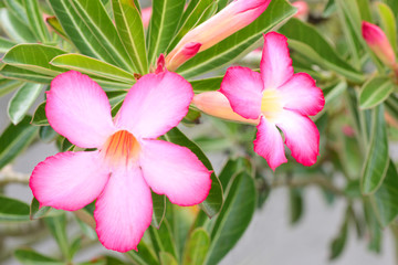 Fototapeta na wymiar Desert Rose, or Azalea flowers beautiful pink flower in garden