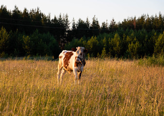 A white calf with brown spots grazing in a field in Russia. 