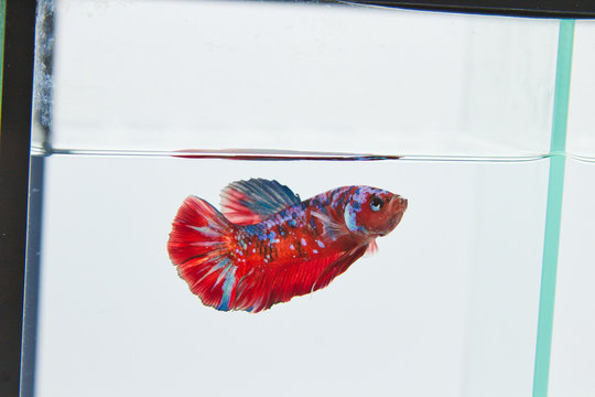 Galaxy HMPK Betta Fish