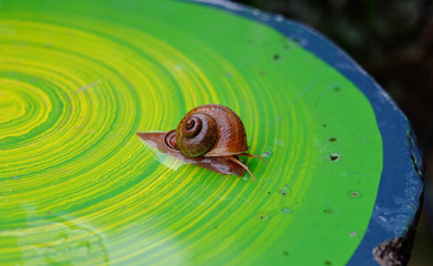 snail on green background