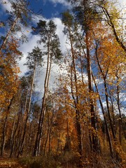 Autumn is a time to admire the surrounding landscape in a multicolored forest