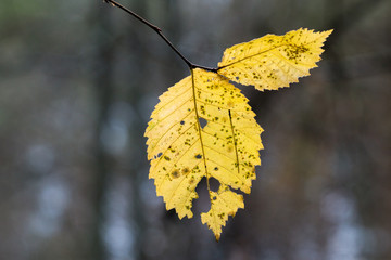 The last leaf of the outgoing fall.