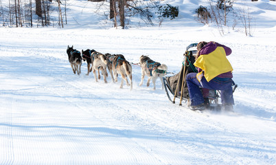 The  Running dog sledge team Kamchatka musher.