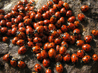 Colony insects ladybug