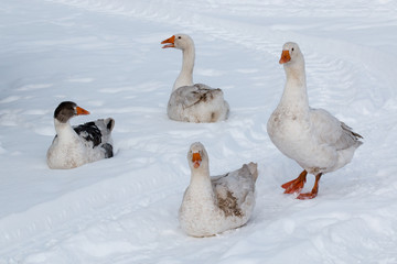 Geese walk on the snow