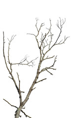 Obraz premium Dry tree branch isolated on white background. Object with clipping path.