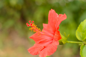 ハイビスカス