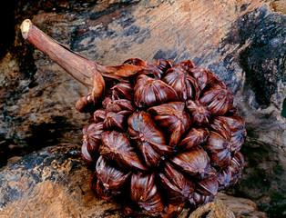 Fruit. Chaak - Studio