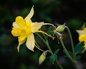 yellow flower