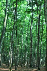 新緑の美人林