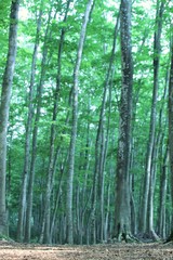 Fototapeta na wymiar 新緑の美人林
