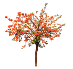 Flam-boyant, The Flame Tree, Royal Poinciana isolated on white background with clipping path
