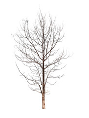 Tree without leaves isolated on white background with clipping path