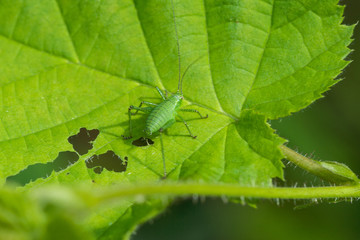 green grasshopper eating leaf in spring