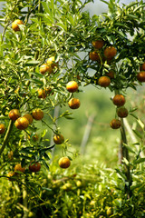 Fruit on tree. Orange - Tak