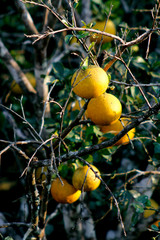 Fruit on tree. Pomelo - Tak