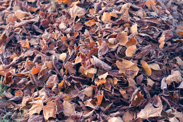 autumn background with leaves in frost