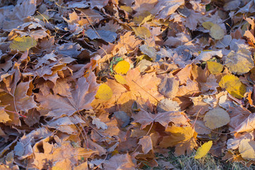autumn background with leaves in frost