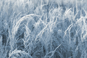 beautiful wild grass in frost