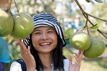Fruit on tree. Pomelo - Chiang Mai