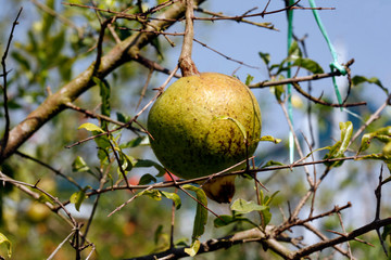 Fruit on tree. Pomegranate - Chiang Mai