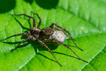 giant wolf spider with egg