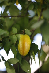 Fruit on tree. Star Fruit - Chiang Mai