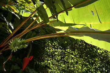 Obraz premium Fruit on tree. Banana - Chiang Mai