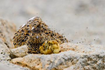 砂浴びするライチョウ雌と雛