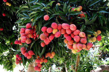 Fruit on tree. Lychee - Chiang Mai