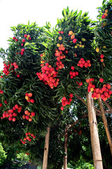 Fruit on tree. Lychee - Chiang Mai