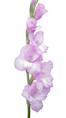 pink gladiolus isolated on white background