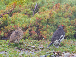 夏羽のライチョウのつがい(rock ptarmigan)