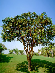 Fruit on tree. Mango - Rayong