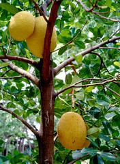 Fruit on tree. Jackfruit - Rayong