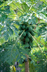 Fruit on tree. Papaya - Maha Sarakham