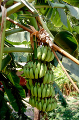 Fruit on tree. Banana - Maha Sarakham